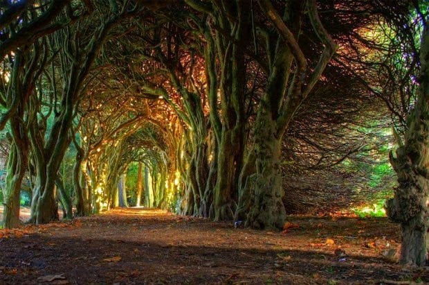 [Fairytale-Tree-Tunnel-Ireland-620x411%255B4%255D.jpg]