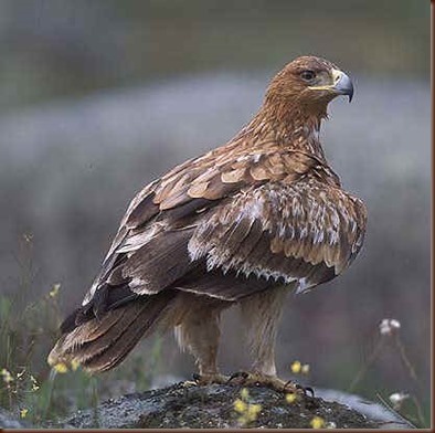 Aguila imperial iberica