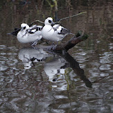 pentax_ks1_0772_nature_smew_55_300mm_1418208922.jpg
