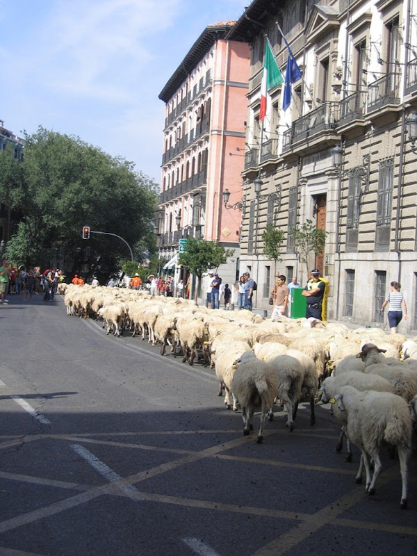 sheep-protest-3