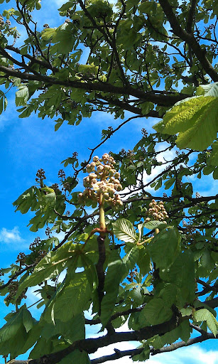 Chestnut Leaves And Flowers