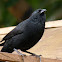 Graúna (Chopi Blackbird)