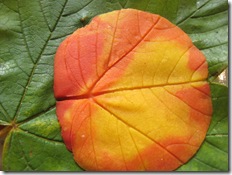 leaf prints