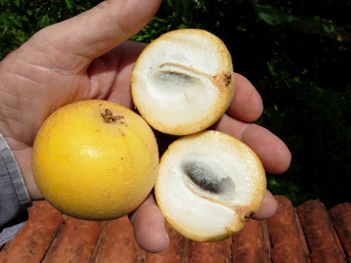 [Pouteria%2520torta%255B4%255D.jpg]