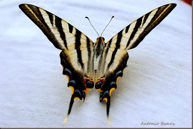 1 lepidoptero DSC_2143X1