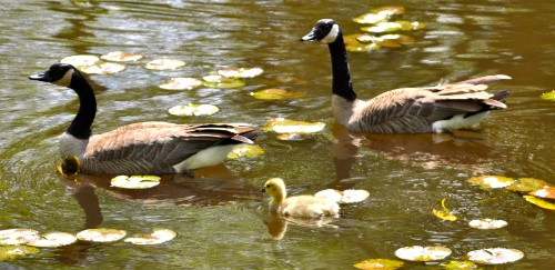 DSC_0435.jpg DSC 0435