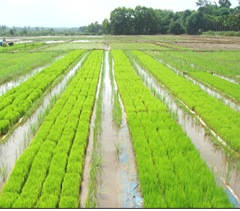 Dapog method  cultivation
