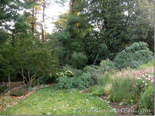 Pine on Big Flowerbed1