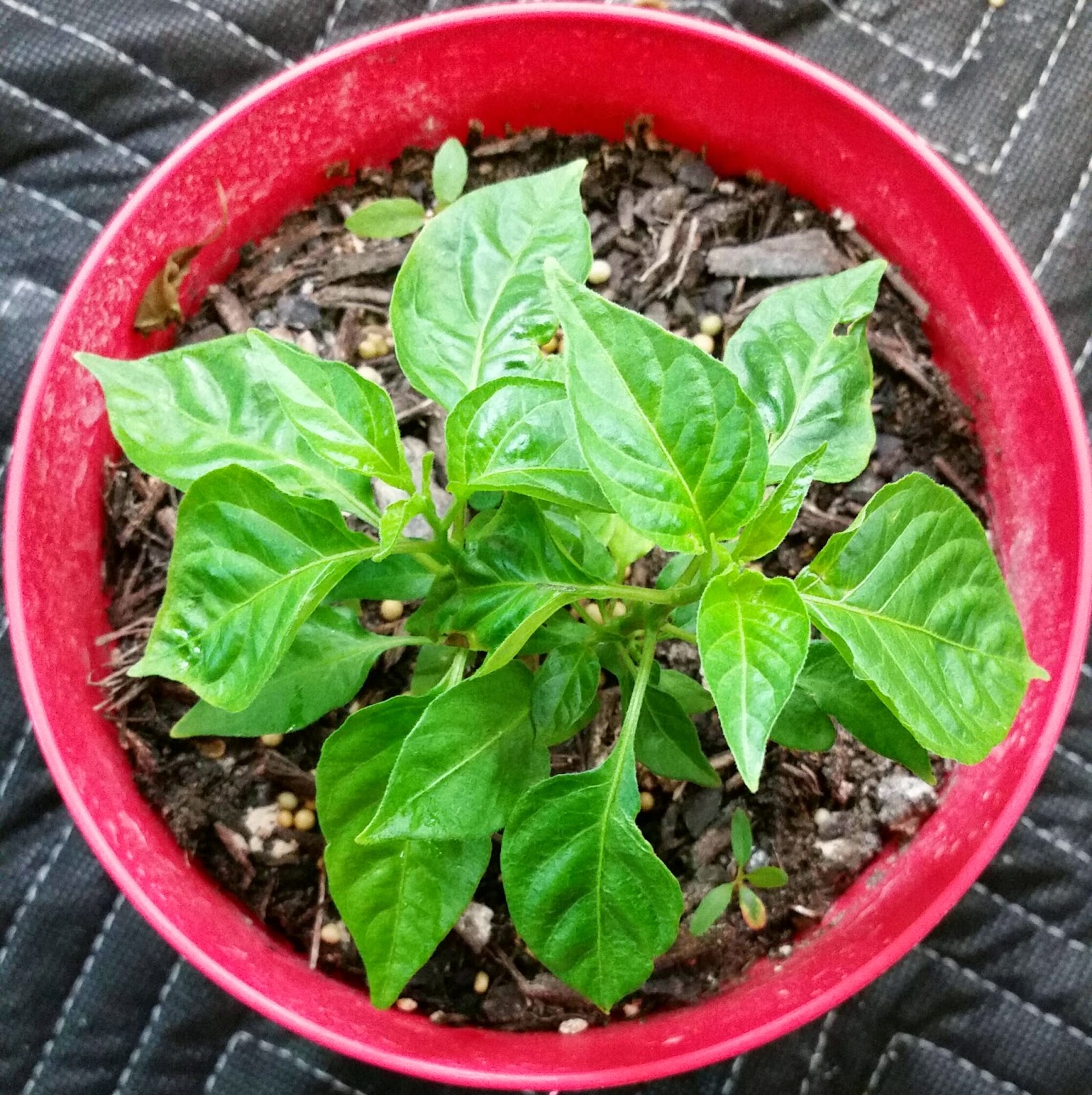 Gartment Aparden Habanero Seedling