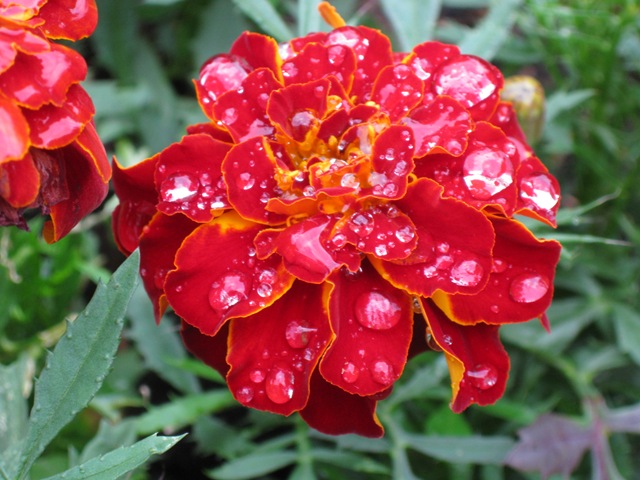 [Rain%2520drops%2520on%2520African%2520Marigold%255B3%255D.jpg]