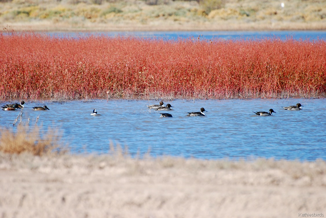 [3.%2520pintails-kab%255B5%255D.jpg]