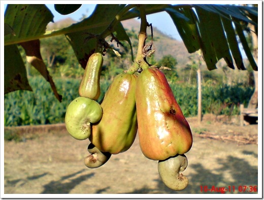 Anacardium occidentale - Cashew - Jambu monyet