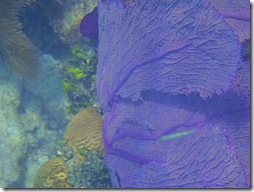 vivid fan coral, Belize