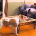 Dogs and cats meeting for the first time - Cute and funny dog & cat compilation