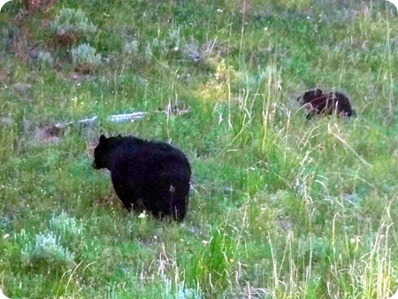 black bear and cub