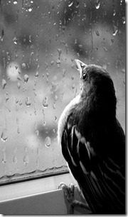 Bird watching the rain