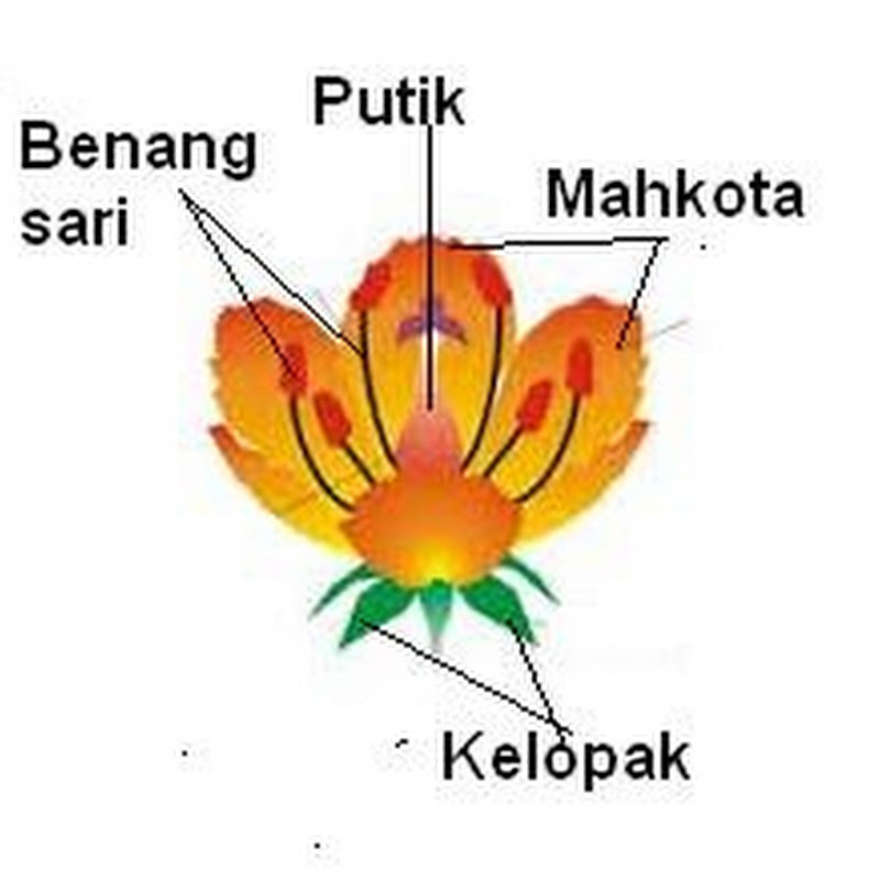 Gambar Bunga Lengkap Dengan Bagian Bagiannya Gambar Ngetrend dan VIRAL