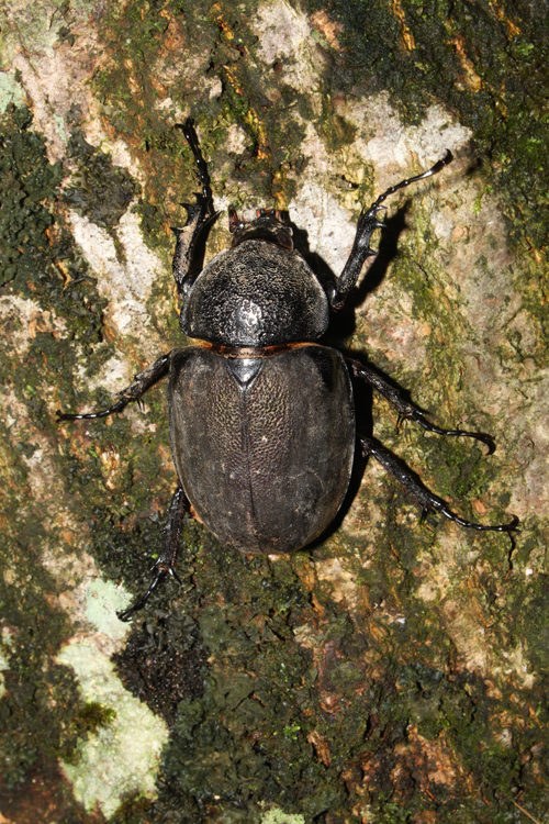 three-horn atlas beetle(female)