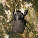 three-horn atlas beetle(female)