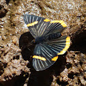 Lycisca Metalmark