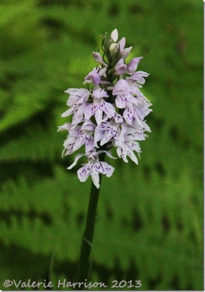 4-spotted-orchid