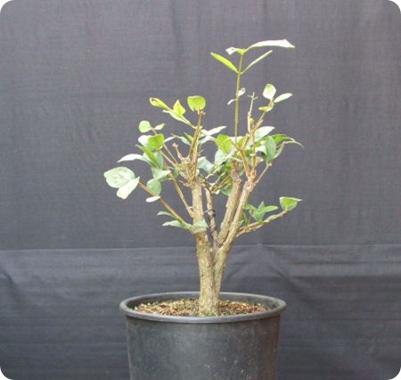 euonymous bonsai 150807 067
