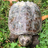 Snapping turtle