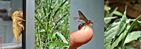 Neoptera kelompok serangga yang mencakup hampir semua jenis serangga bersayap, khususnya serangga yang dapat melenturkan sayapnya melewati perut mereka