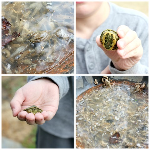 [crawfish%255B4%255D.jpg]
