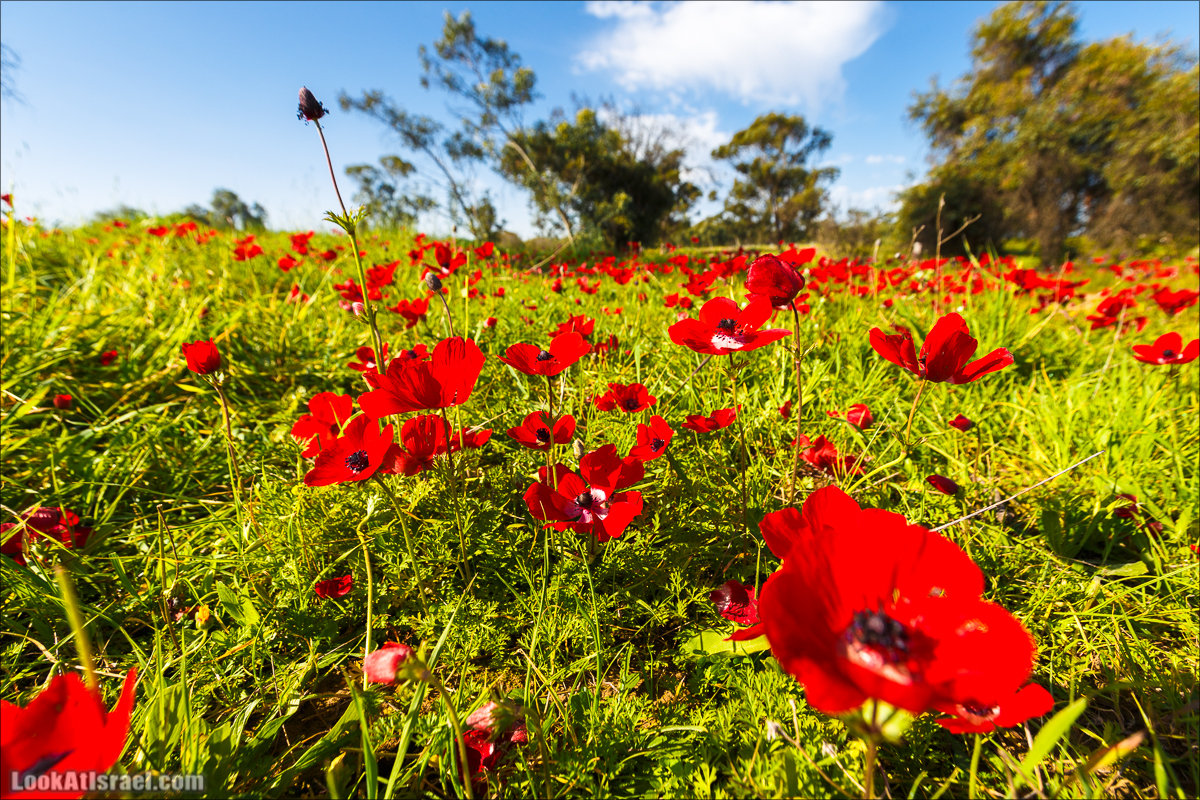 Анемоны (каланиет) пустыни Негев - Фестиваль Даром Адом в LookAtIsrael.com - Фото путешествия по Израилю | Red South festival of anemones in Negev | דרום אדום - קלניות בבארי