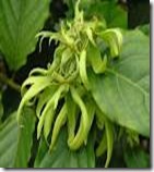 bunga kenanga (cananga odorata)