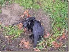 crow no more