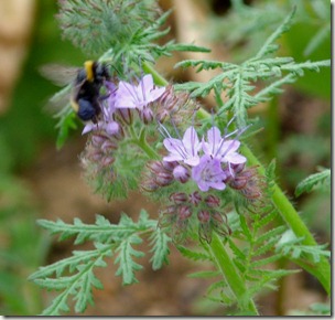 black pollen