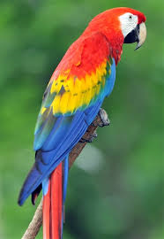 [Macaw2%255B3%255D.png]