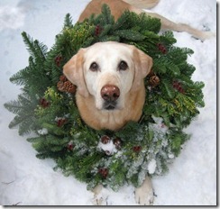 dog and wreath