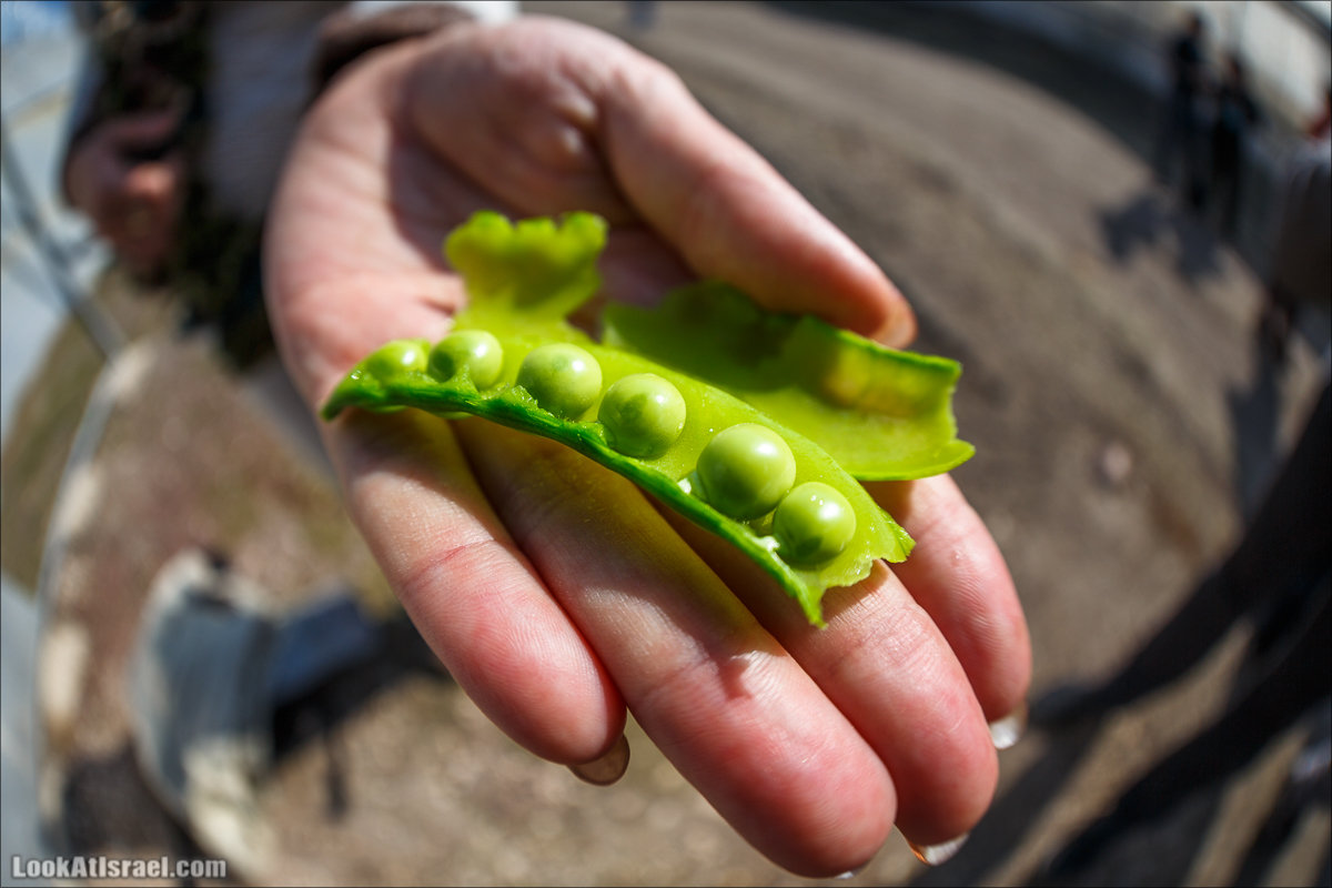 Сельскохозяйственная школа Хава бе-Эден | Hava be-Eden farm | LookAtIsrael.com - Фото путешествия по Израилю | חווה בעדן