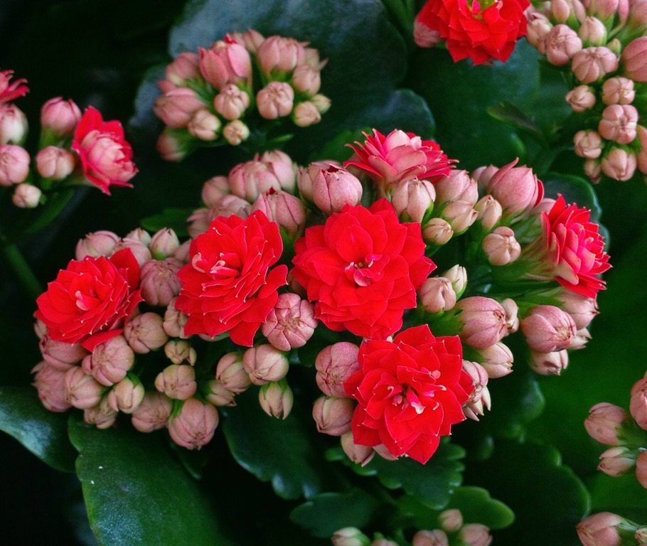 [red-petals-and-buds3.jpg]