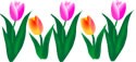 tulips-borderth