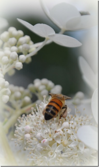 Bee-on-Hydrangea