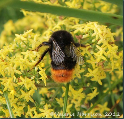42-red-tailed-bumblebee