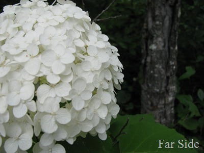 Annabelle Hydrangea partial bloom