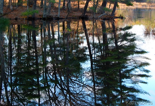 2. forest reflection-kab