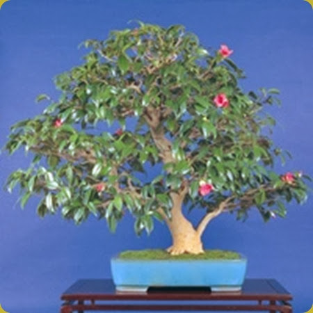 camellia camellia