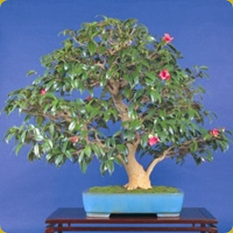 L’interesse bonsaistico rivolto alla Camellia è legato soprattutto alla sua spettacolare fioritura.