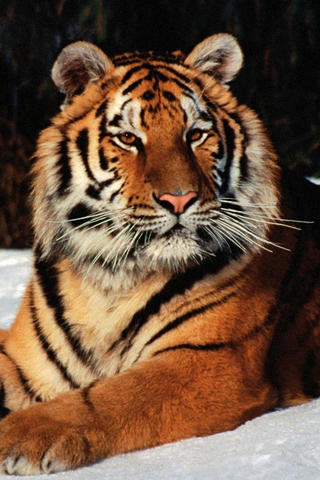 Tiger-89