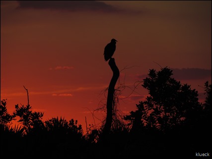 Turkey vulture at sunset on the prairie