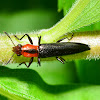Slender Lizard Beetle