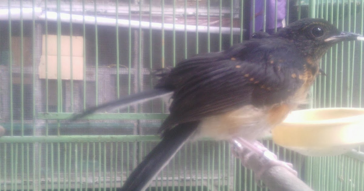 26++ Burung murai batu aceh trotolan hutan jantan terupdate