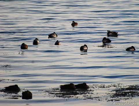 27. Gloucester G. scaup and black ducks-kab