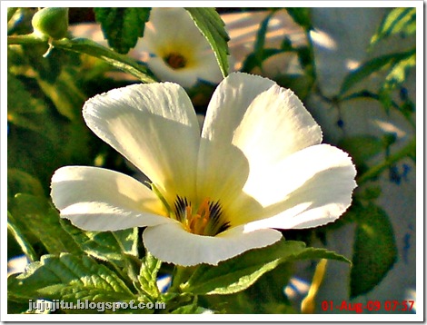 bunga pukul delapan_Turnera subulata_white alder
